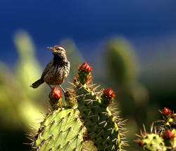 3 examples of symbiotic relationships in the desert